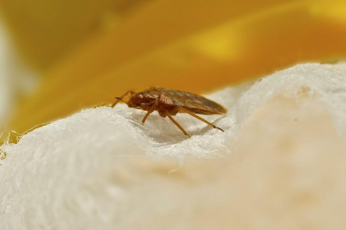 Preventive Pest Control | Flea | Pest Control Services - Gainesville ...